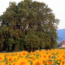 Arbres