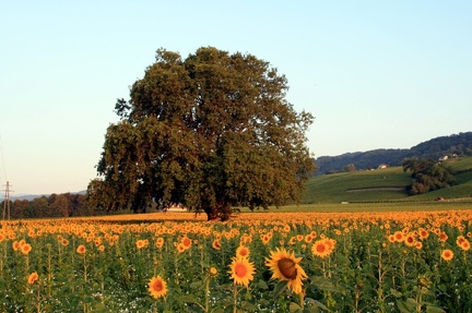 tournesol 6