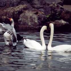 Oiseaux