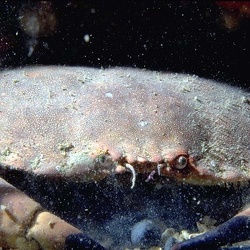 Diving
